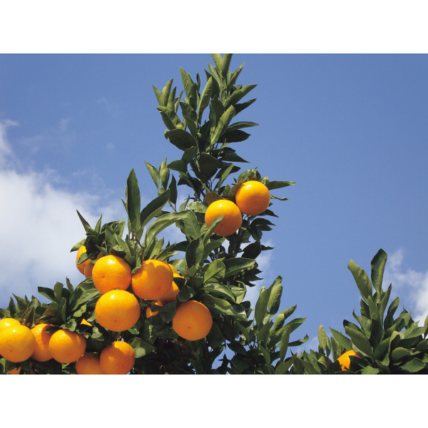 味わい柑橘の詰合せギフト（１５本）のサムネイル画像2