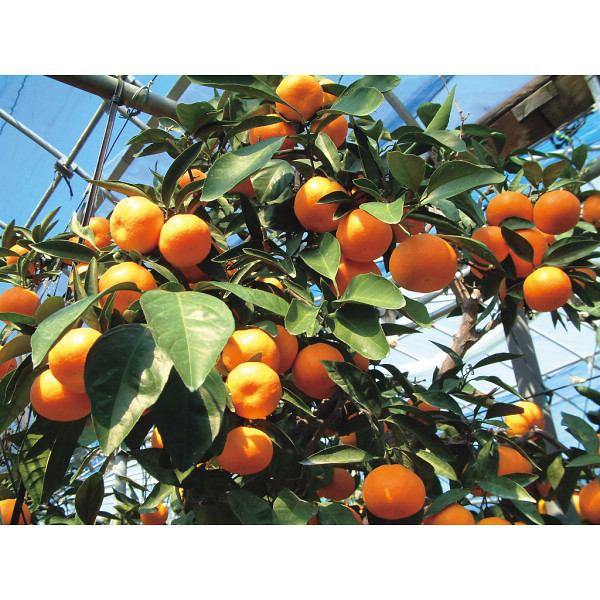 味わい柑橘の詰合せギフト（１５本）のサムネイル画像3