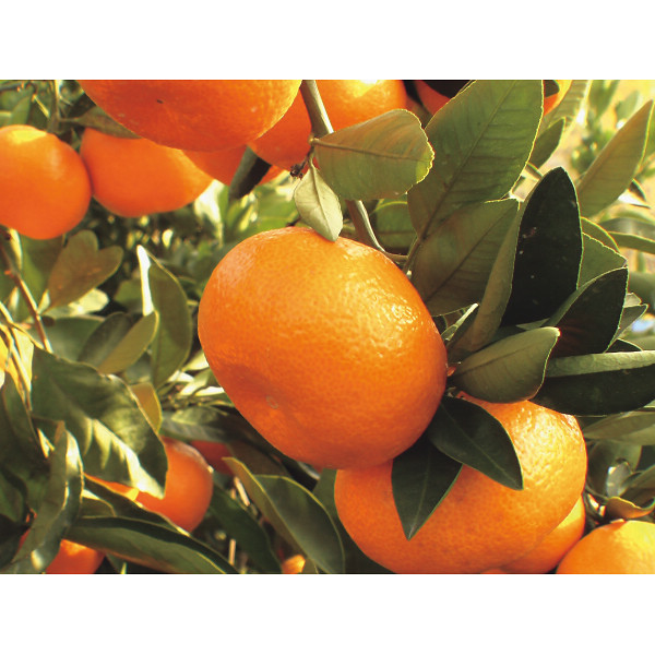 味わい柑橘の詰合せギフト（１５本）のサムネイル画像4