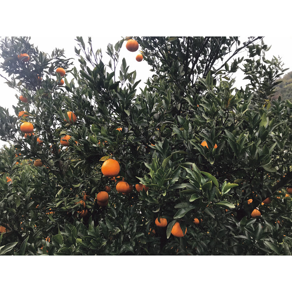 味わい柑橘の詰合せギフト（１５本）のサムネイル画像5