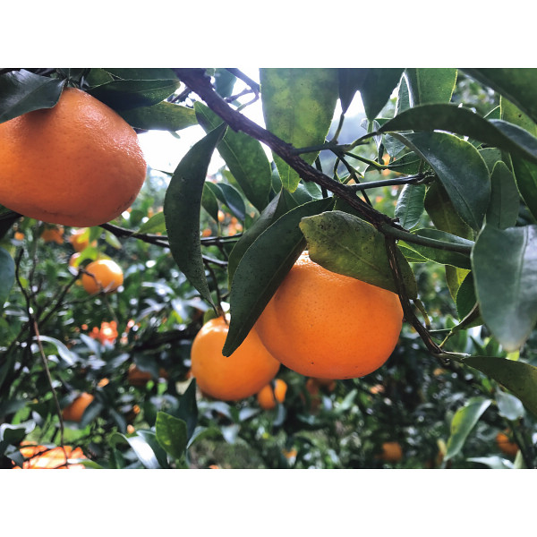 味わい柑橘の詰合せギフト（１５本）のサムネイル画像6