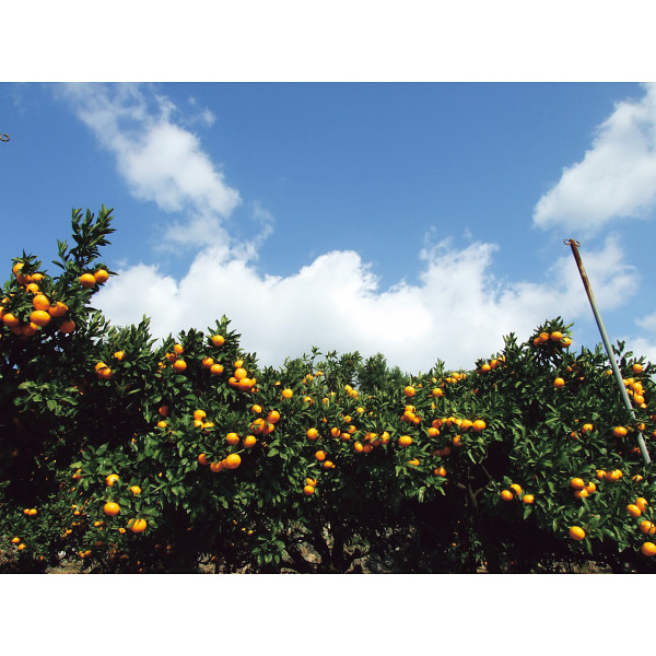 味わい柑橘の詰合せギフト（１５本）のサムネイル画像8