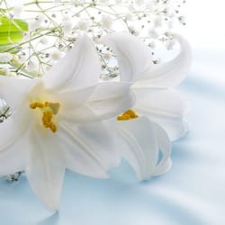 喪中のときにお中元は贈ってよい？自分や相手が喪中の際のお中元マナー