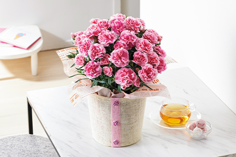 カーネーション（鉢植え・花束）｜母の日ギフト・プレゼント特集2026