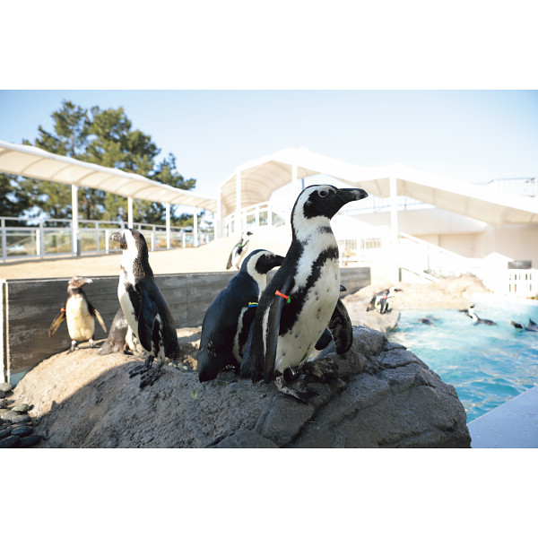 マリンワールド海の中道　入館券　１枚のサムネイル画像1