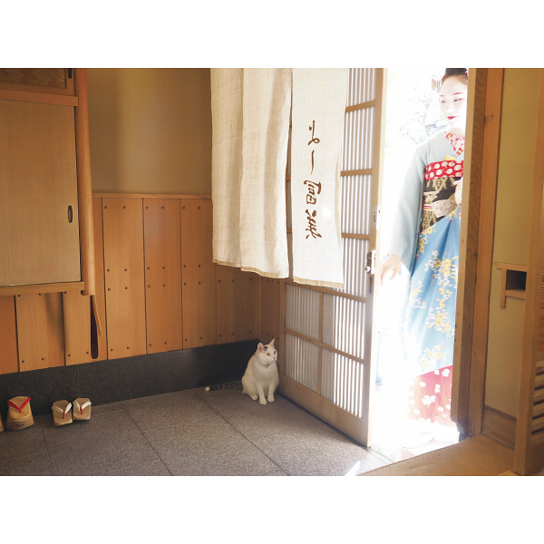 ｄｖｄ 岩合光昭の世界ネコ歩きスペシャル 京都の四季 ｎｓｄｓ２２６２８ シャディ ギフトモール