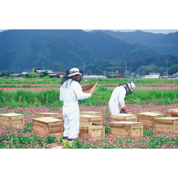 山田養蜂場　国産のはちみつ（３本）のサムネイル画像1