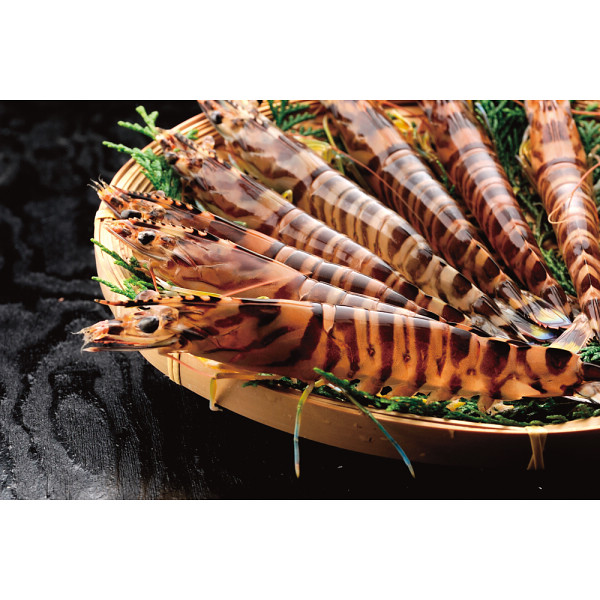 大型活き車海老（２３０ｇ）のサムネイル画像2