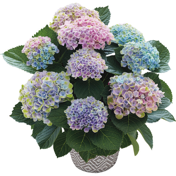 紫陽花の鉢植え 母の日ギフト プレゼント特集22 シャディギフトモール
