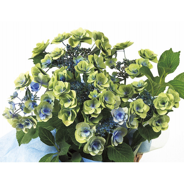 色移りアジサイ鉢植え　フェアリーアイ　ブルー ブルーのサムネイル画像2