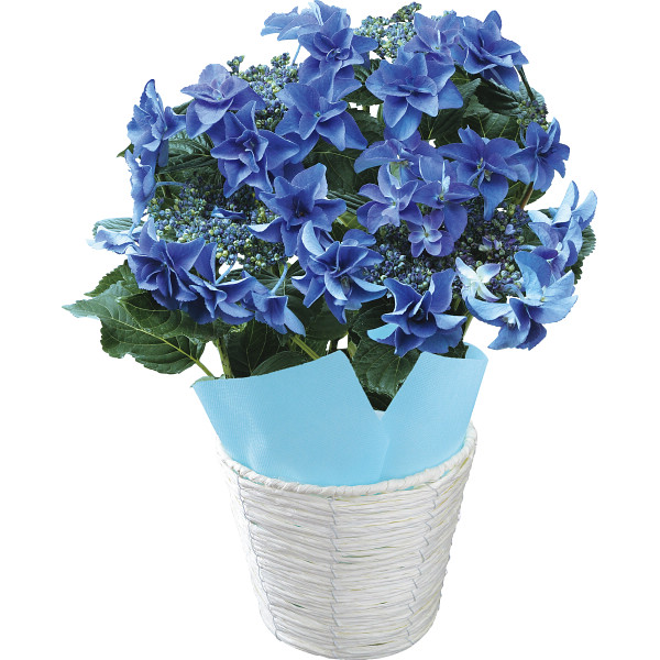 色移りアジサイ鉢植え　フェアリーアイ　ブルー ブルーの商品画像