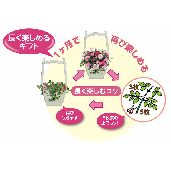 ミニバラ鉢植え スイートハートメモリー ４ シャディ ギフトモール