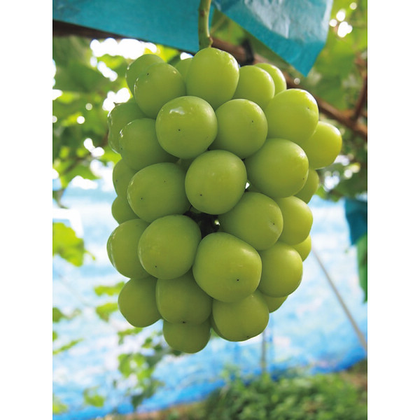 岡山県産　完熟葡萄大粒＆大房　シャインマスカット（２房）のサムネイル画像1