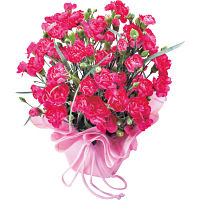 【母の日専用】カーネーション鉢植え