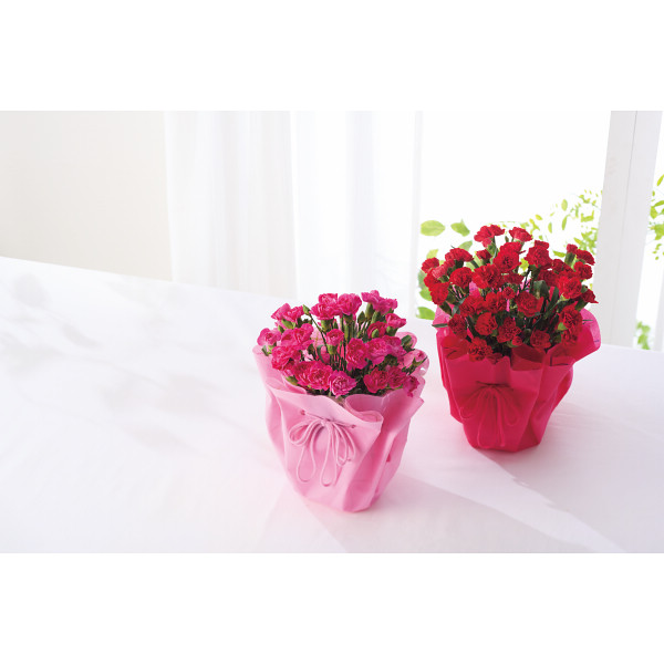 【母の日専用】カーネーション鉢植え 赤のサムネイル画像2