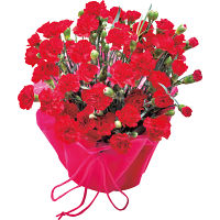 【母の日専用】カーネーション鉢植え