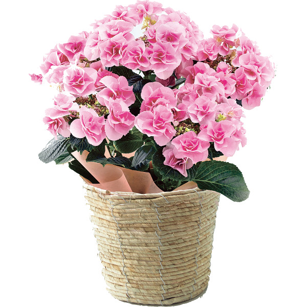 【母の日専用】色移りアジサイ鉢植え　フェアリーアイ　ピンクのサムネイル画像2
