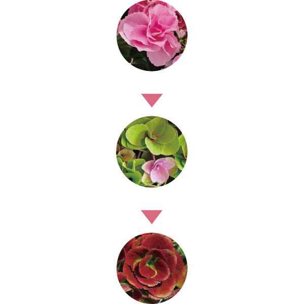【母の日専用】色移りアジサイ鉢植え　フェアリーアイ　ピンクのサムネイル画像3