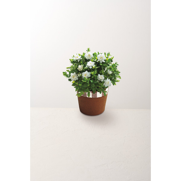 【母の日専用】ガーデニア鉢植えのサムネイル画像3