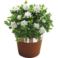 【母の日専用】ガーデニア鉢植え