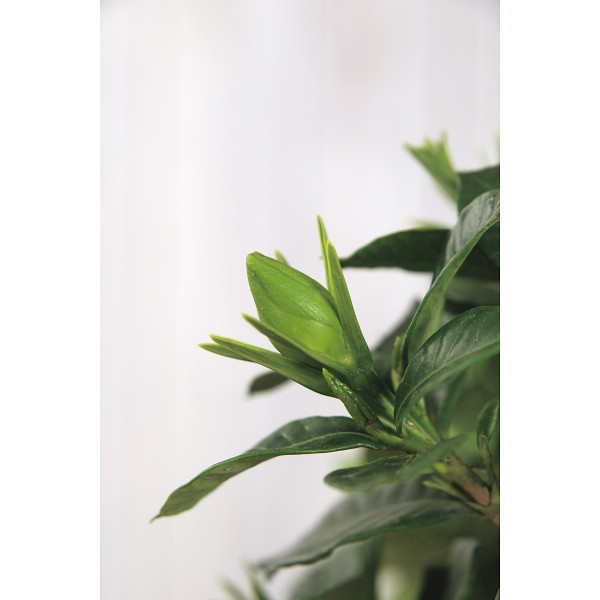 【父の日専用】ガーデニア鉢植えのサムネイル画像1
