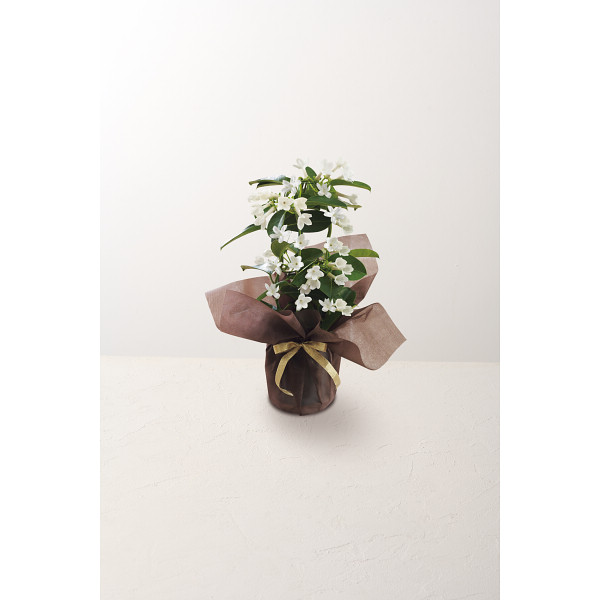 【父の日専用】マダガスカルジャスミン鉢植えのサムネイル画像3