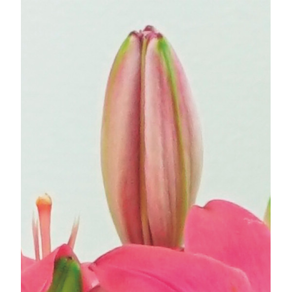 【母の日専用】ユリ鉢植え　ロザリンのサムネイル画像3