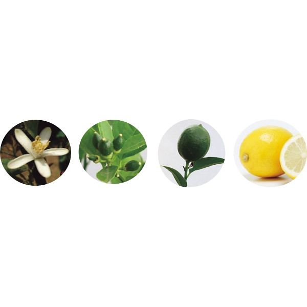 【母の日専用】レモン鉢植えのサムネイル画像2