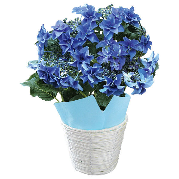【母の日専用】色移りアジサイ鉢植え　フェアリーアイ　ブルーのサムネイル画像2