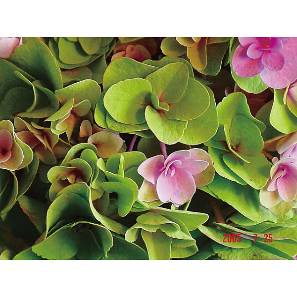 【母の日専用】色移りアジサイ鉢植え　フェアリーアイ　ブルーのサムネイル画像3