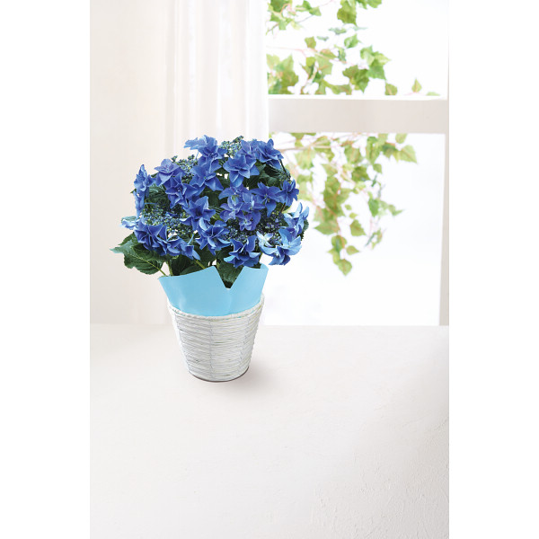 【母の日専用】色移りアジサイ鉢植え　フェアリーアイ　ブルーのサムネイル画像5