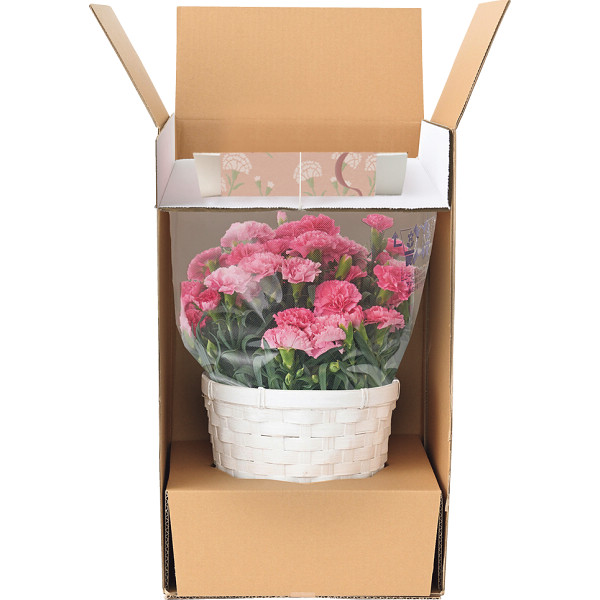 【母の日専用】ホシファームカーネーション鉢５号ホットハート＆徳島なると金時どら焼のサムネイル画像3