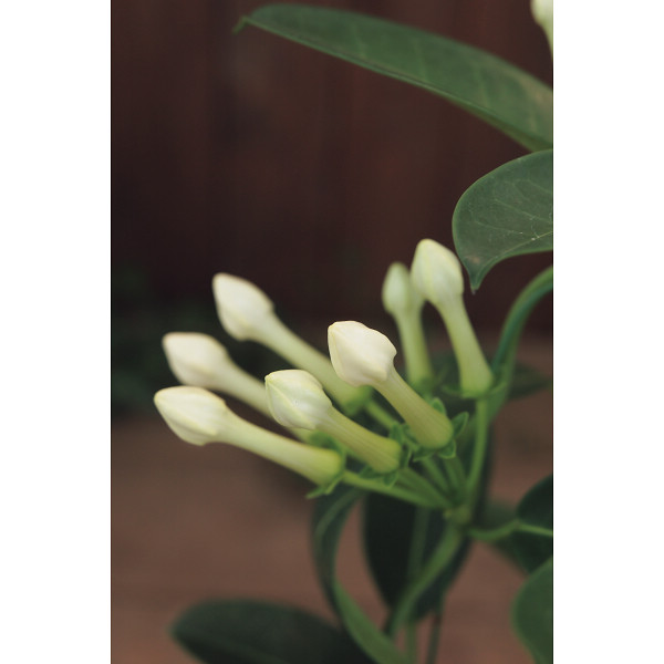 マダガスカルジャスミン鉢植えのサムネイル画像1