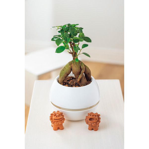 【父の日専用】ガジュマル　シーサー　丸鉢５号鉢のサムネイル画像2