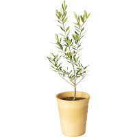 オリーブ陶器鉢植え
