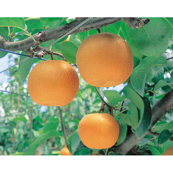 季節の梨（４ｋｇ）のサムネイル画像1