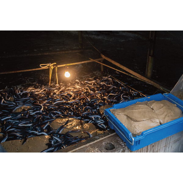 大森淡水　九州産うなぎ蒲焼大容量セットのサムネイル画像7