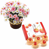 【母の日専用】山形県産さくらんぼのゼリーとマーガレット鉢植え５号のセット