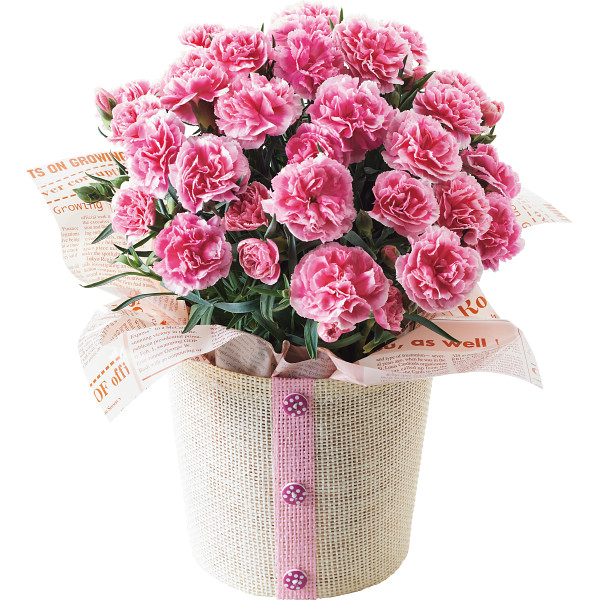 【母の日専用】バターステイツクッキーとカーネーション鉢植ティーパーティ５号セットのサムネイル画像1