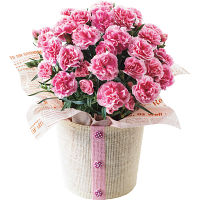 【母の日専用】カーネーション鉢植え「ティーパーティ」５号