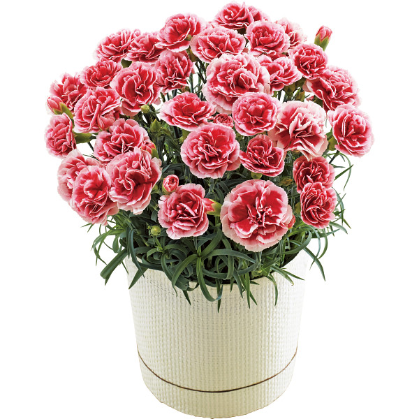 【母の日専用】ねんりん家マウントバームとカーネーションいちごホイップ５号セットのサムネイル画像1