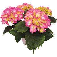 【母の日専用】アジサイ鉢植え　星なでしこ