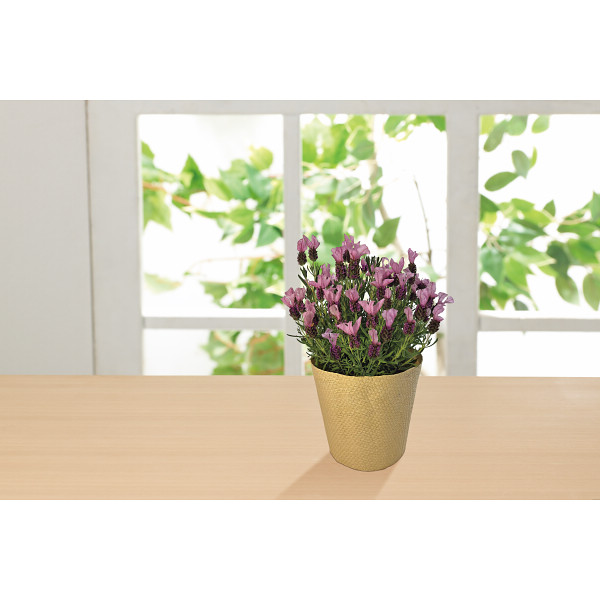 母の日専用】フレンチラベンダー鉢植え | シャディギフトモール