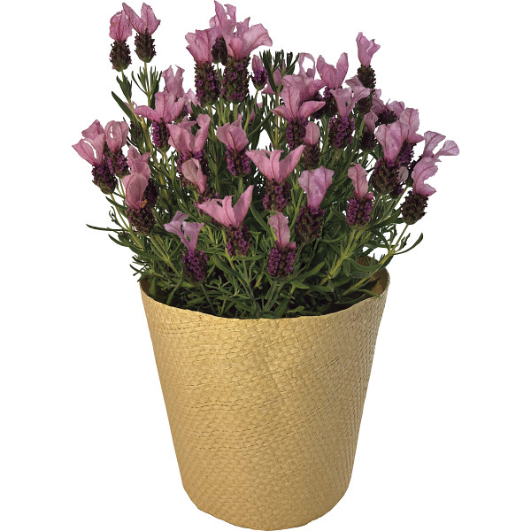 フレンチラベンダー鉢植え