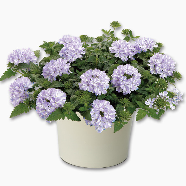 【母の日専用】スーパーベナ鉢植え　アイストゥインクルのサムネイル画像1