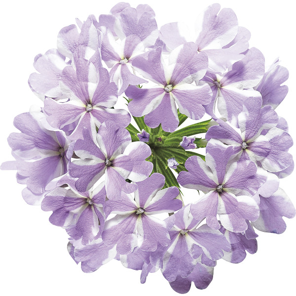 【母の日専用】スーパーベナ鉢植え　アイストゥインクルのサムネイル画像2