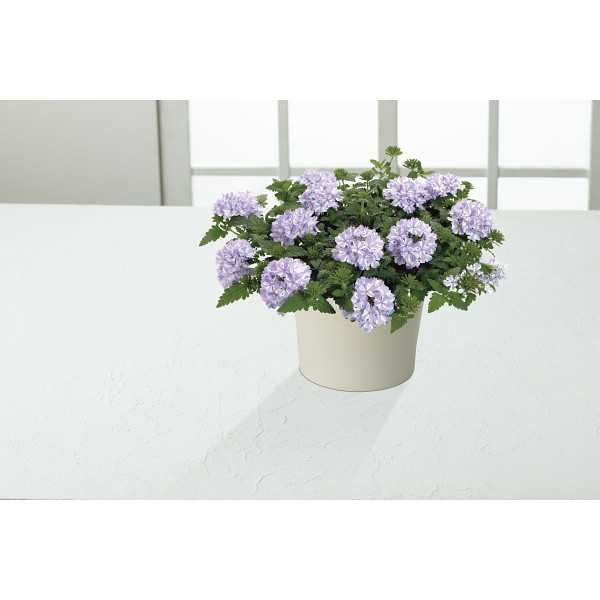 【母の日専用】スーパーベナ鉢植え　アイストゥインクルのサムネイル画像3