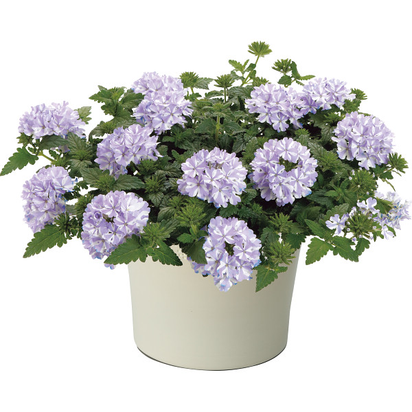 スーパーベナ鉢植え　アイストゥインクル