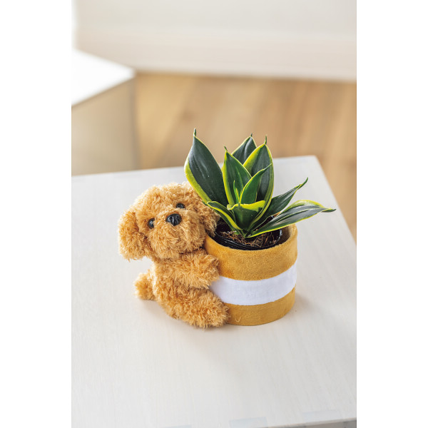 【父の日専用】プードルポットサンスベリア　ハニーイエローのサムネイル画像1