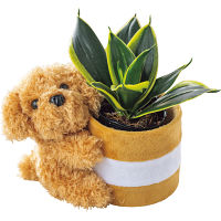 【父の日専用】プードルポットサンスベリア　ハニーイエロー